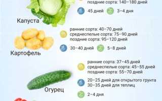 Время сажать, или Когда лучше сеять семена огурцов на рассаду весной