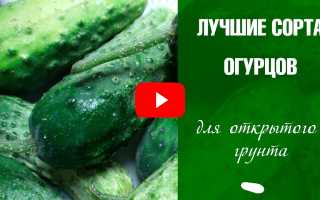 Лучшие сорта огурцов, проверенные временем и огородниками для вашего участка