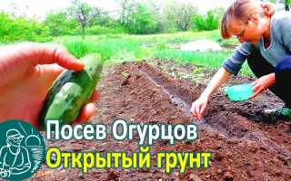 Правильная посадка огурцов семенами в открытый грунт для успешного урожая