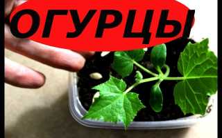 Посадка огурцов в кипяток и другие интересные способы получения рассады в домашних условиях