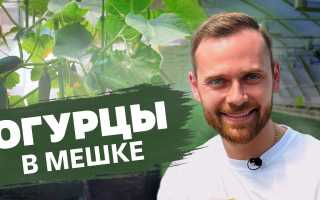 Как вырастить ранние огурцы: ценные советы для успешного урожая