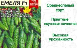 Что говорят огородники об огурцах «Емеля F1» в 2023 году