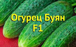 Подробная характеристика огурцов сорта Буян F1 для садоводов