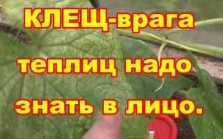 Врага лучше знать в лицо: все о болезнях огурцов и их профилактике
