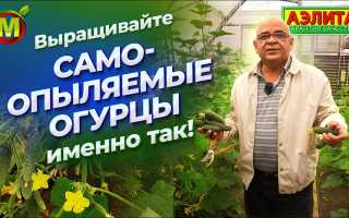 Правила выращивания огурцов сорта «Фермер» в домашних условиях