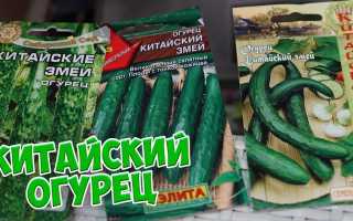 Огурец «Китайский змей» – высокая урожайность без особого ухода для вашего огорода