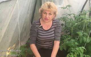 Огурец «Засолочный» – гордость садоводов и радость домохозяек в кулинарии.
