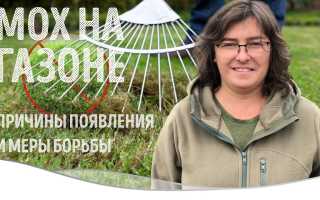Появился мох на газоне. Как от него избавиться? Полезные советы