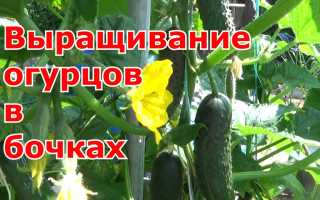Пошаговая инструкция по выращиванию огурцов в бочках для начинающих садоводов