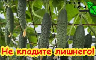Новинки огурцов 2017: сажайте, выращивайте, пробуйте и наслаждайтесь урожаем