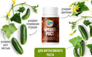 Подкормка огурцов: все секреты и тонкости для успешного роста